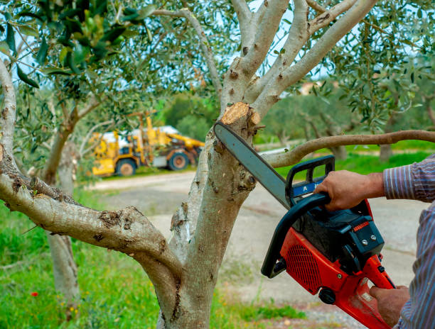 Best Professional Tree Care  in Woonsocket, RI